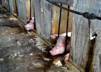 BABI yang ditinggalkan terbiar dalam kandang di Ladang Tumbuk, Tanjong Sepat, Kuala Langat. – UTUSAN/FAISOL MUSTAFA