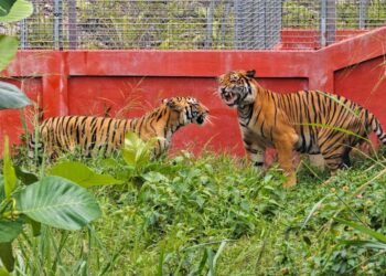 JIKA harimau kita lenyap, ia bukan disebabkan oleh kejahilan tetapi kerana kegagalan untuk melakukan dengan secukupnya untuk melindunginya.