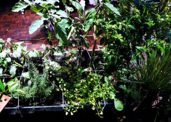 DENGAN menanam sayur-sayuran di rumah, pengguna dapat mengurangkan kesan cabaran ini sambil menjimatkan perbelanjaan runcit dan memperoleh pemahaman yang lebih mendalam tentang sumber makanan dan amalan lestari.