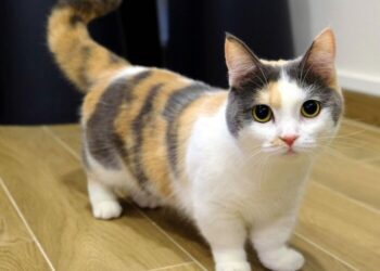 KUCING Munchkin yang berkaki pendek mudah berdepan masalah sendi.