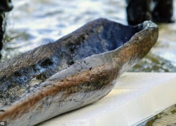 SATU daripada enam kanu yang ditemukan didapati berusia kira-kira 5,200 tahun, lebih tua daripada Piramid Besar Giza.- AGENSI