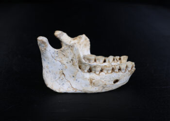 FOSIL berusia 773,000 tahun dikenali sebagai ThI-GH-10717 ditemui di Thomas Quarry, Maghribi.-AFP