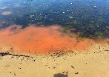 LENDIR berona merah jambu itu dikesan di sepanjang kawasan Teluk Randalls, kira-kira 60 kilometer (km) di selatan Hobart.- AGENSI