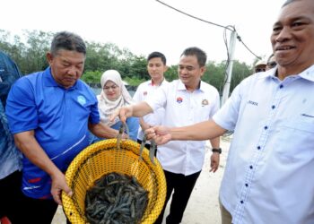 MOHAMAD Dolmat (kanan) menunjukkan udang putih yang diternak di dalam tangki  di Kolam Ternakan Udang Josfa, Jalan Sungai Sepanjang, Kampung Sungai Danga, Johor Bahru, Johor.
–UTUSAN/RAJA JAAFAR ALI