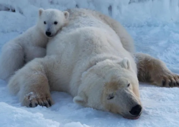 SEEKOR beruang kutub betina bersama anaknya dirakam di timur Spitzbergen di kepulauan Svalbard.-AGENSI