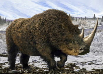 ILUSTRASI spesies badak berbulu yang pupus sekitar 14,000 tahun lalu.-AGENSI