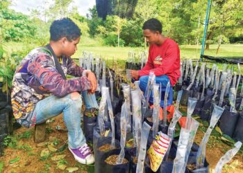 MOHAMMAD Firdaus Asing (kanan) dan Vira Bungai melakukan kerja membalut benih durian selepas dicantum di tapak nurseri Kampung Damak di Jerantut, Pahang.