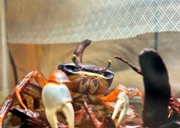 Tammy Tam berubah warna mengikut cahaya, seolah-olah memancarkan pelangi dalam akuarium.