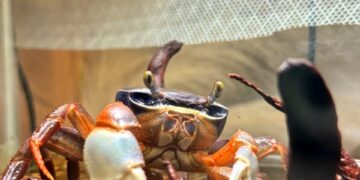 Tammy Tam berubah warna mengikut cahaya, seolah-olah memancarkan pelangi dalam akuarium.