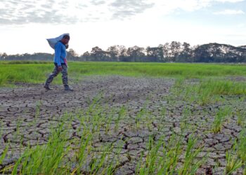 CUACA panas yang berlarutan sejak sebulan lalu menyaksikan kawasan tanaman padi mula kering-kontang dengan keadaan tanah merekah 
di Kampung Jejawi Dalam, Arau, Perlis. – UTUSAN/IZLIZAN OTHMAN