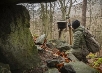 JURUGAMBAR memasang kamera perangkap khas untuk menjejak kelibat kucing liar di Pergunungan Doupov, Republik Czech. – AGENSI