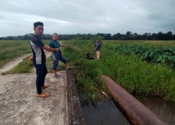 PETANI di Kampung Buluh Hilir, Setiu, Terengganu menunjukkan sistem perparitan dan saluran di kawasan sawah padi mereka yang tidak diselenggara sehingga ditutupi semak-samun. – UTUSAN / WAN ZURATIKAH IFFAH WAN ZULKIFLI