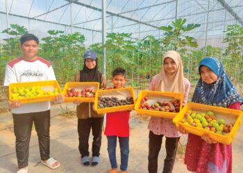 SYARIFAH Damia Hazirah (dua kiri) bersama adik-adiknya menunjukkan buah tin dipetik di ladang mereka di Kampung Bukit Kandis, Kuala Nerus, Terengganu. – UTUSAN / ERMA YUSNIDA JUSOH