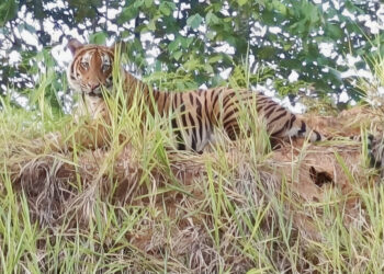 HARIMAU belang yang muncul buat kali ketiga di tebing jalan kawasan Felcra Ulu Tembeling berhampiran laluan masuk ke Kampung Bantal Seberang, Ulu Tembeling di Jerantut, Pahang.