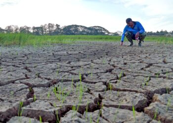 JASMANI Saad meninjau keadaan sawahnya yang kering-kontang dengan keadaan tanah merekah ekoran cuaca panas yang berlarutan sejak sebulan lalu di Kampung Jejawi Dalam, Arau, Perlis. – UTUSAN/IZLIZAN OTHMAN
