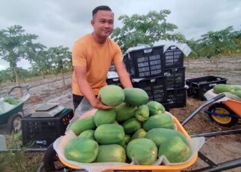 NIK Muhamad Saifullah Nik Ismail menunjukkan betik Amira yang  dituai dan siap untuk dijual di TKPM Rhu Tapai,  Setiu, Terengganu.
 – UTUSAN/WAN ZURATIKAH IFFAH WAN ZULKIFLI