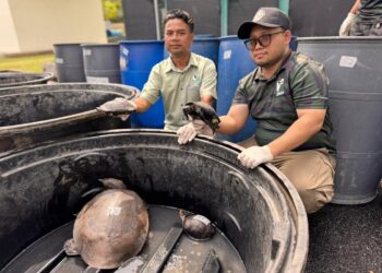 MOHD. Zaide Mohamed Zin (kiri) menunjukkan sebahagian daripada kura-kura dan labi-labi yang dirampas ketika sidang akhbar di pejabat Perhilitan Pulau Pinang di Bukit Mertajam, Pulau Pinang hari ini.