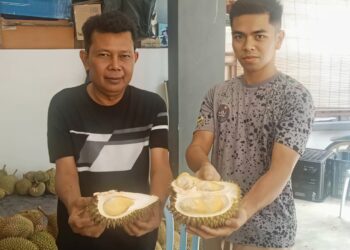 ZULKIFLY Mahmud (kiri) menunjukkan isi durian kampung dengan aroma serta rasa kopi segera di Kampung Damak, Jerantut, Pahang. 
– UTUSAN/HARIS FADILAH AHMAD