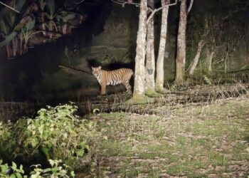HARIMAU yang dirakam penduduk muncul buat kali keempat di Ulu Tembeling, Jerantut, Pahang.