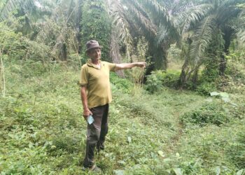 ADLI Ab. Rahman menunjukkan kawasan beruang matahari ditangkap berhampiran rumahnya di Kampung Panchor Merah, Setiu, Terengganu. - UTUSAN / WAN ZURATIKAH IFFAH WAN ZULKIFLI