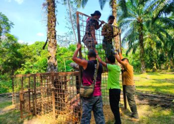 ANGGOTA Perhilitan memasang perangkap harimau di lokasi lembu ternakan dibaham haiwan itu di Perlop 1, Sungai Siput semalam.