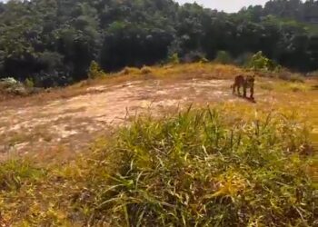 TANGKAP layar rakaman video tular memaparkan harimau belang yang ditemui di Bukit Kinding, Chemor dekat Ipoh.