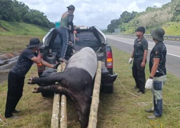 ANGGOTA Jabatan Perlindungan Hidupan Liar dan Taman Negara (Perhilitan) mengambil bangkai tapir jantan yang terlibat kemalangan meragut nyawa di Kilometer 320.5 Lebuhraya Pantai Timur 2 (LPT2) berhampiran Kerteh, Kemaman, Terengganu.