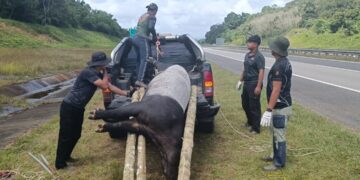 ANGGOTA Jabatan Perlindungan Hidupan Liar dan Taman Negara (Perhilitan) mengambil bangkai tapir jantan yang terlibat kemalangan meragut nyawa di Kilometer 320.5 Lebuhraya Pantai Timur 2 (LPT2) berhampiran Kerteh, Kemaman, Terengganu.