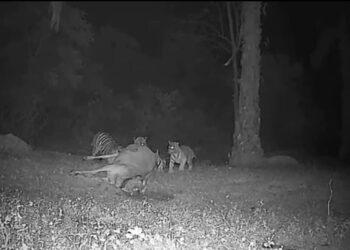 VIDEO tular memaparkan empat ekor harimau membaham seekor lembu yang didakwa berlaku di kawasan Ulu Kinta pada 16 Januari lalu.