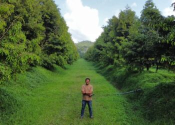 ZURFAHIZ Hussin di kebun durian yang diusahakannya di Jempol, Negeri Sembilan.