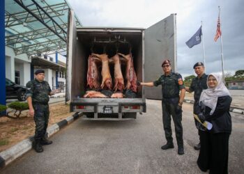 KARKAS babi yang dirampas PGA bersama beberapa agensi di Jalan Ulu Pauh, Chuping dekat Padang Besar, Perlis kelmarin. UTUSAN/ SHAHIR NOORDIN