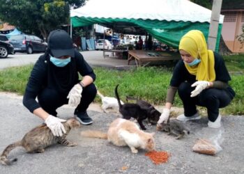HAIWAN terbiar bukan sekadar soal belas kasihan tetapi mencerminkan kegagalan tadbir urus bandar, kelemahan etika masyarakat dan pengabaian ekosistem bandar.