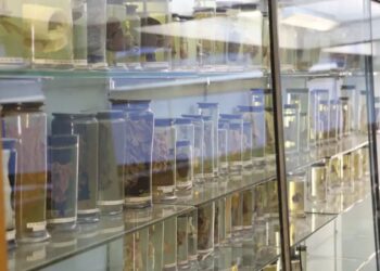 Spesimen anatomi bersejarah dari akhir tahun 1700-an di Muzium Anatomi Hunterian, University Glasgow. - Foto Muzium Anatomi/The Hunterian, Universiti Glasgow