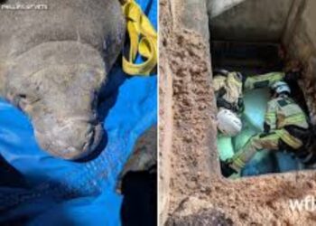 PASUKAN penyelamat Brevard County membantu menyelamatkan seekor lembu laut yang tersekat dalam longkang di Melbourne Beach, Florida.- UF VET/BRANDI PHILLIPS