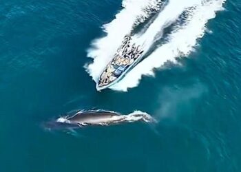 SEBUAH bot nelayan melanggar seekor ikan paus di selatan China. - Foto Tangkap Layar/M