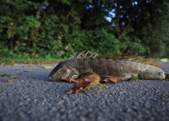 SEEKOR iguana berada di atas jalan di Pantai Miami, Florida kelmarin. - AFP
