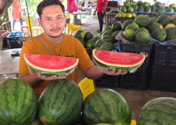 MUHAMMAD Danish Norazli menunjukkan buah tembikai yang dijual 
di Gopeng, Perak. – UTUSAN/AIN SAFRE BIDIN