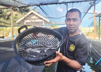 MOHD. Arikan Ali menunjukkan ikan keli yang diternaknya di Kampung Oh, Jabi di Besut, Terengganu. – UTUSAN/WAN ZURATIKAH IFFAH WAN ZULKIFLI