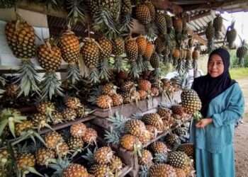 SITI Kartini Mamat menunjukkan nanas MD2 yang dijual di gerainya di Chalok, Setiu, Terengganu. - MINGGUAN/WAN ZURATIKAH IFFAH WAN ZULKIFLI