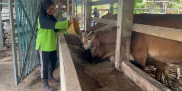 CHE Amah Che Mid memberi makan kepada lembu-lembu ternakannya yang diusahakan bersebelahan rumahnya di Kampung Chelong, Padang Besar, Perlis. – UTUSAN/ASYRAF MUHAMMAD