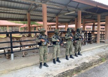 SEBAHAGIAN lembu seludup yang dirampas TDM dalam serbuan di Rantau Panjang, Kelantan awal pagi tadi.