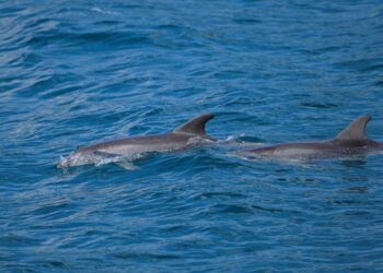KUMPULAN saintis menemukan bahan kimia dalam otak ikan lumba-lumba. - Foto AFP