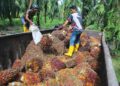 BUAH tandan sawit. - GAMBAR HIASAN