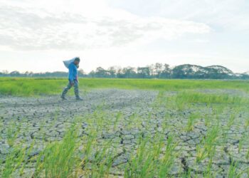 HASIL padi di Perlis dijangka merosot sehingga 40 peratus atau sehingga 3,240 tan metrik kesan daripada cuaca panas yang berlarutan hampir dua bulan lalu. – UTUSAN/IZLIZAN OTHMAN