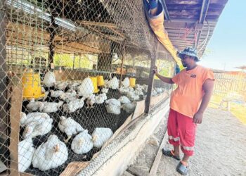 SEORANG penternak, Mohd. Zaidi Md. Nazir memantau ayam peliharaannya di Arau, Perlis semalam. 
– UTUSAN/MOHD. HAFIZ ABD. MUTALIB
