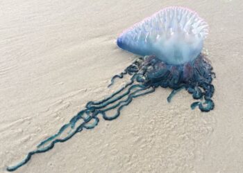 SIFONOFOR berbeza dengan hidupan marin lain, spesies sifonofor ini tidak mempunyai tulang dan otot, menjadikannya tidak mampu untuk berenang.