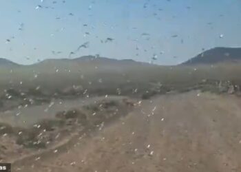 RIBUAN belalang gurun ‘menyerang’ Kepulauan Canary, Sepanyol. X/@rtvenotcias