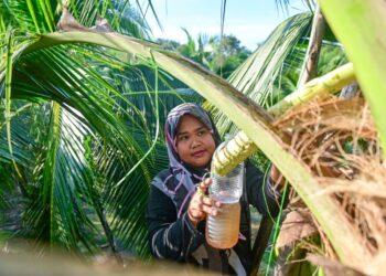 SITI Nur Akhmar Ramli mengambil air nira yang terkumpul dalam botol plastik di Kampung Jenang, Marang, Terengganu. – UTUSAN/PUQTRA HAIRRY