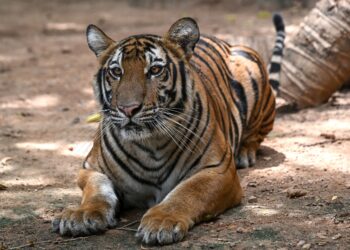 Seekor harimau duduk di Santruari Hidupan Liar Bueng Chawak, Suphanburi, tahun lalu. - Foto AFP