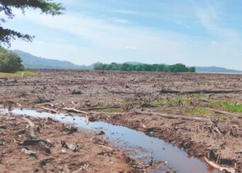 KEADAAN Tasik Kolam Bukit Merah, Bagan Serai, Perak yang surut berikutan cuaca panas sehingga menampakkan tunggal kayu
di dasarnya.– UTUSAN/WAT KAMAL ABAS